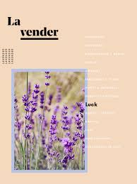 Symbolism Bird Of Paradise Flower Meaning The Meaning Behind Every Flower Decoded In 2020 Flower Meanings Flower Meanings Symbols Paradise Flowers