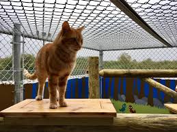 Duluth minnesota michigan sand and gravel lake superior what a wonderful world great lakes north shore ghost towns abandoned places. Animal Allies Introduces New Outdoor Enrichment Spaces Fox21online