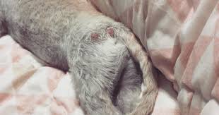 Ringworm In Dogs Treatment And Symptoms Of Contagious Itchy Infection Contrary to its name ringworm is not a worm at all but a fungus called dermatophytes. ringworm in dogs treatment and