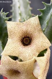 Image result for Huernia aspera