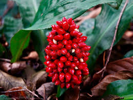 Image result for Palisota mannii