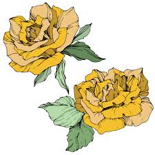 Affordable and search from millions of royalty free images, photos and vectors. Beautiful Yellow Rose Flowers With Green Leaves Isolated Roses Illustration Element Engraved Ink Art Free Stock Vector Graphic Image