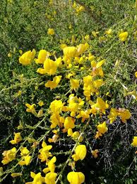 Image result for Adenocarpus