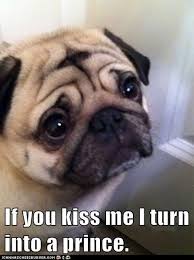 Monday S Icanhascheezburger Laughs Cute Pugs Pugs Funny Pug Dog Pictures