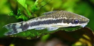 Pemakan alga atau algae eater paling ampuh dan masuk paling handal adalah ikan pleco. Jenis Ikan Pemakan Lumut Untuk Aquascape Yang Perlu Anda Ketahui