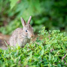 I have had wild rabbits at different homes eat my coneflowers also. Plants Rabbits Will Not Eat