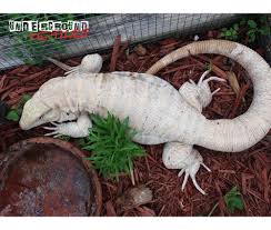 Argentine Black And White Tegu For Sale Uk Albino Argentine Tegus Reptiles Pet Albino Animals Reptiles