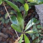 Image result for Englerophytum magalismontanum