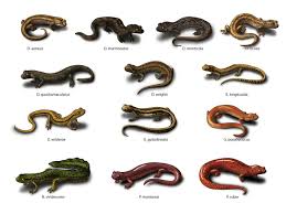 Pin By Mg Maung On Me Scientific Illustration Dichotomous Key Most Beautiful Animals