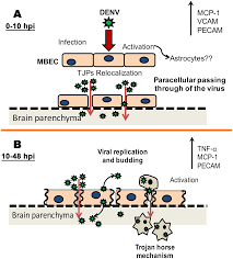 Trojan horse, or trojan, is a type of malicious code or software that can take control of your computer. Plos One In Vitro Infection With Dengue Virus Induces Changes In The Structure And Function Of The Mouse Brain Endothelium