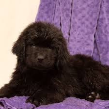 Pups are raised lovingly in our home with children. Newfoundland Mix Puppies For Sale Newfie Mix Greenfield Puppies