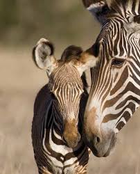 Image result for Stylochaeton borumensis