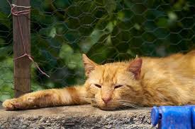 My mother told me i should just let him through up and get it if you can use wet food to see if it improves. Cat Vomiting Undigested Food 4 Critical Reasons You Must Know