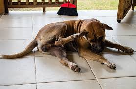 We understand the special role your pet plays in your family and are dedicated to becoming your we strive to make your visits to the vet free from fear, anxiety and stress. When To Go To The Vet For Your Pet S Skin Zoetis Petcare