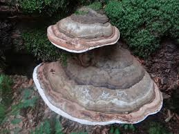Image result for Ganoderma applanatum