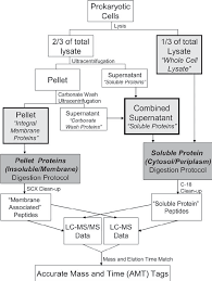 Check spelling or type a new query. Work Flow Chart Of The Sample Preparation Of Prokaryotic Cells For Download Scientific Diagram