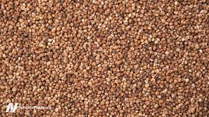 Image result for Sorghum