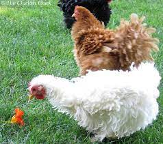 Maybe you would like to learn more about one of these? Frizzle Feathered Chickens The Divas Of The Chicken World