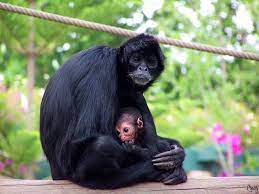 Spider Monkey Brown Headed Spider Monkey By Ch4s7i7y Jpg Monkey Species Spider Monkey Most Endangered Animals