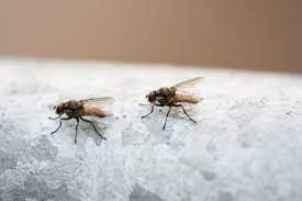 House Flies How To Get Rid Of House Flies Pestbristol