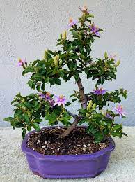 Picture 5 My Lavender Star Flower Pre Bonsai In Full Bloom 7 17 17 Pre Bonsai Star Flower Bonsai