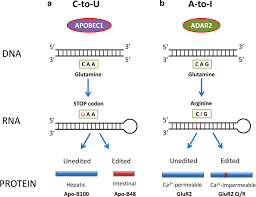 What's the difference between dna and rna? Rna Editing In The Forefront Of Epitranscriptomics And Human Health Journal Of Translational Medicine Full Text