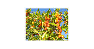 Image result for Ziziphus mauritiana