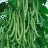 The round, tender pods are stringless when harvested young and can be enjoyed all season long. Https Encrypted Tbn0 Gstatic Com Images Q Tbn And9gcsdakvyeamy3ligh 2lhhpaupfblreuiin44fykybq Usqp Cau