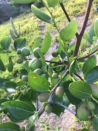 But what about through their leaves? Fruit Tree Identification General Fruit Growing Growing Fruit