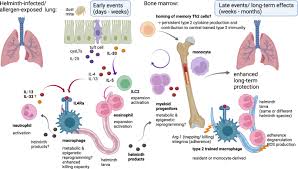 Image result for Immunity