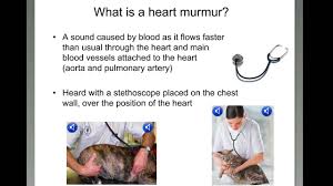 The doctor listens to your heart at different places on your chest to hear the sounds your heart valves make as blood travels through your heart. Heart Murmur In Dogs And Cats What You Need To Know