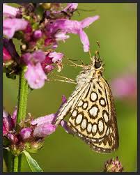 Image result for Heteropterus morpheus