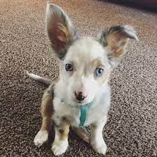 This crossbreed inherits the best qualities from its parents making it intelligent just like papillions and courageous like chihuahua's. She S An Aussie Papillon Mix Omg Aww