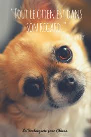 Tout Le Chien Est Dans Son Regard Citation Chiens La Boulangerie Pour Chiens Citation Chien Chien Animaux Beaux
