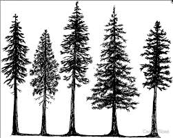 If you want to make sure that both halves of the tree are relatively equal in width you can draw a vertical line down its middle to help you and erase it later. How To Draw A Pine Tree Silhouette Novocom Top