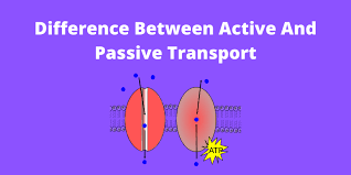 Active nation commissioner a national advocate for active travel. Difference Between Active And Passive Transport In Tabular Form