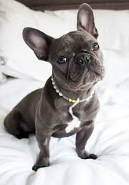 Vw Dogs In Diamonds Board British Dog Me And My Dog Dog Wear