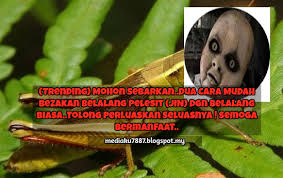 Belalang pelesit makhluk saka perantara sihir buzz ghost. Trending Mohon Sebarkan Dua Cara Mudah Bezakan Belalang Pelesit Jin Dgn Belalang Biasa Tolong Perluaskan Seluasnya Semoga Bermanfaat Mediaku