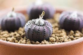 Your cactus will likely come with detailed care instructions on the label. Frailea Cactus Care Learn About Growing Cactus Frailea