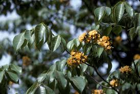 Image result for Pterocarpus lucens