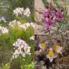 Alstroemeria Species In Chile Oct 2017 Alstroemeria Flora Flowers