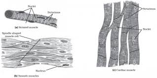 Now label the diagram in your workbook! Draw Well Labelled Diagrams Of Various Types Of Muscles Found In Human Body Sarthaks Econnect Largest Online Education Community