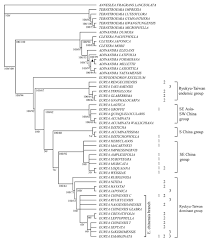 Image result for Balthasaria
