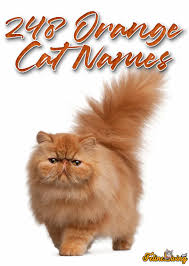 Whether you're searching for a cool cat name inspired by your pet's personality, a disney cat name to pay homage. 248 Orange Cat Names For All Ginger Felines