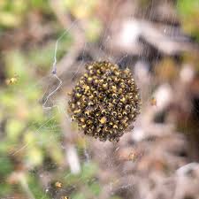 Let's examine the egg sacs of a few spiders Ball Of Tiny Spiders Free Stock Photos Rgbstock Free Stock Images Micromoth May 30 2015 2