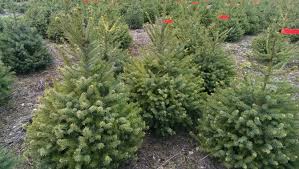 Real blue spruce christmas tree. Blue Spruce Christmas Tree Uk And Korean Fir Christmas Trees Needlefresh Uk