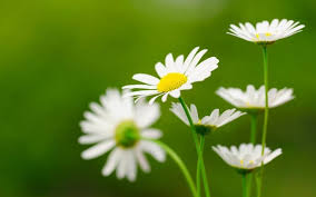 Daisy Flower Desktop Wallpapers 800x500 Jpg 800 500 Wallpaper Computer Fotografie