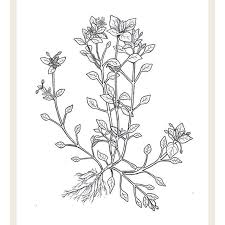 Meet Common Chickweed Stellaria Media One Of The 25 Plants We Re Covering In Our Botany Wildcrafting Course The Small Flowers Wild Edibles Wildcrafting