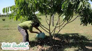 Cara Booster Kelengkeng Lengkap Dari A Sampai Z Sesuai Pekebun Kelengkeng Thailand