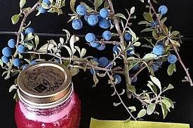 Gieblis Schlehengelee Aus Frischen Schlehen Rezept Gelee Schlehen Und Schlehenmarmelade